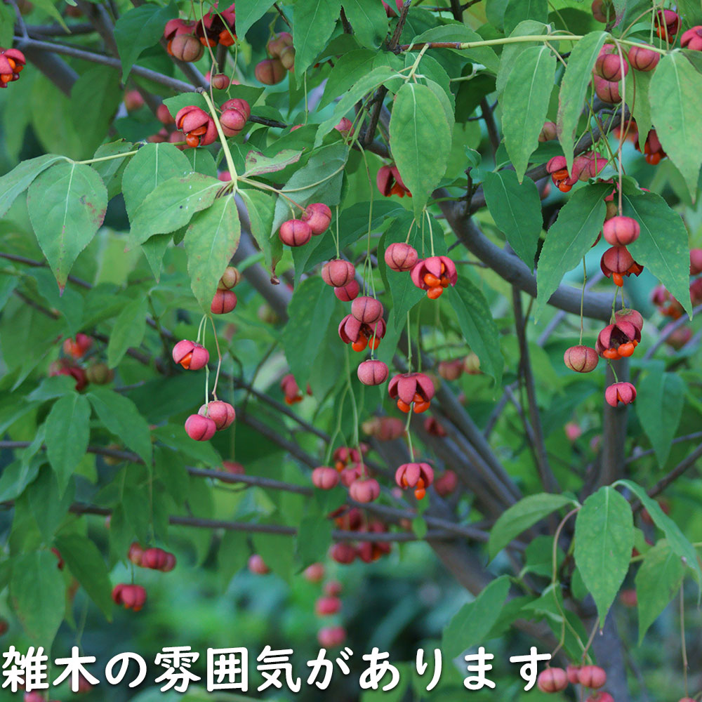 ツリバナ 株立ち 2m 露地 苗木 ツリバナ 株立ち 2m 露地 苗木