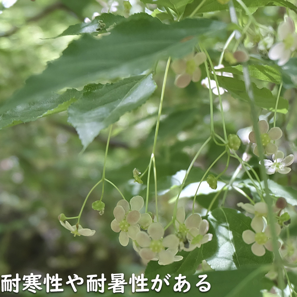 ツリバナ 株立ち 2m 露地 苗木 : 409870 : トオヤマグリーン - 通販