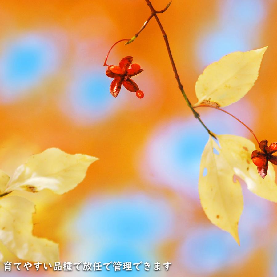 ツリバナ 株立ち 2m 露地 苗木 ツリバナ 株立ち 2m 露地 苗木