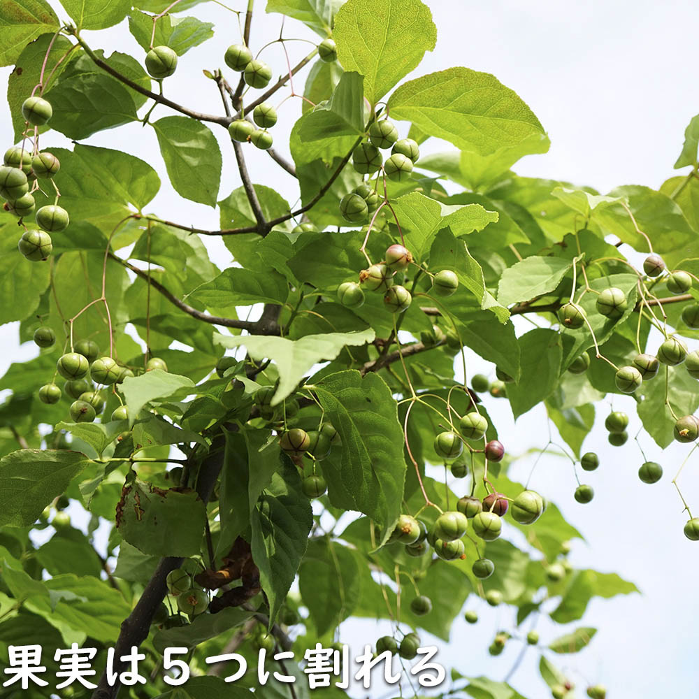 ツリバナ 株立ち 2m 露地 苗木 ツリバナ 株立ち 2m 露地 苗木