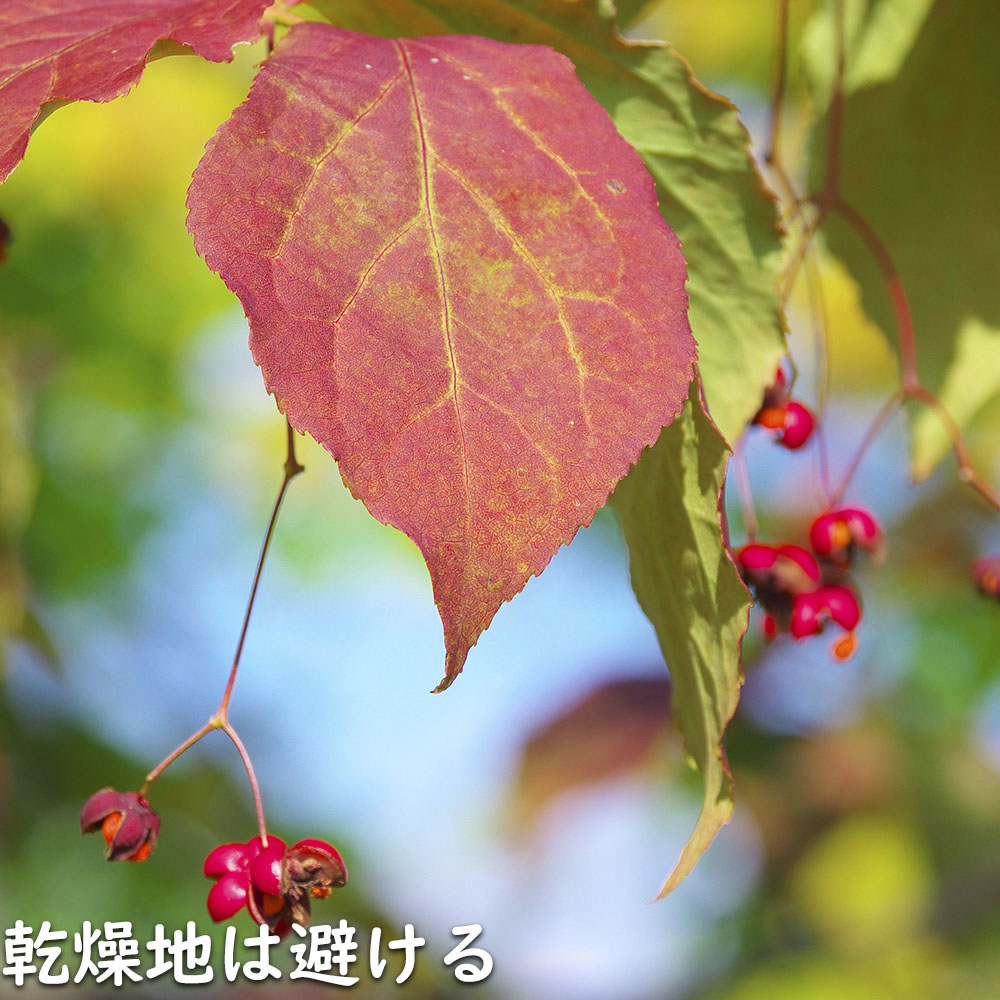 ツリバナ 株立ち 2m 露地 苗木 ツリバナ 株立ち 2m 露地 苗木