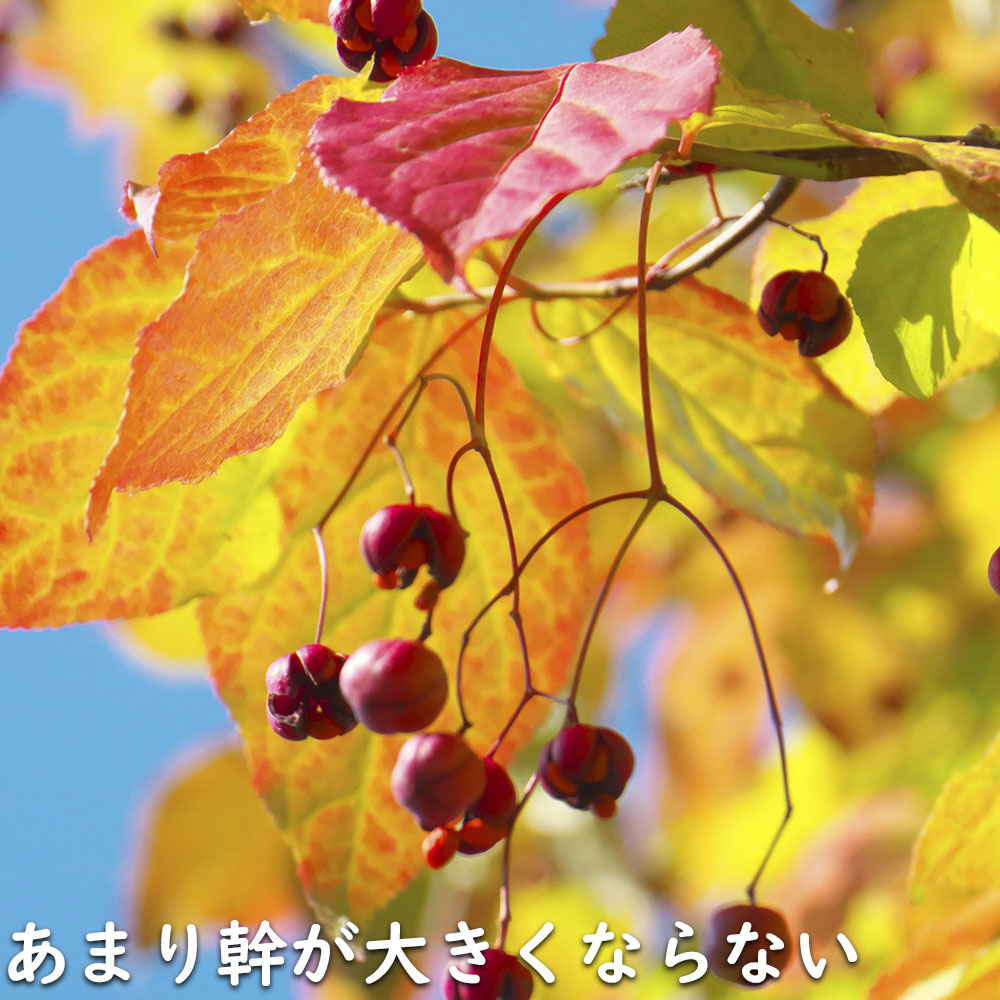 ツリバナ 株立ち 2m 露地 苗木 ツリバナ 株立ち 2m 露地 苗木