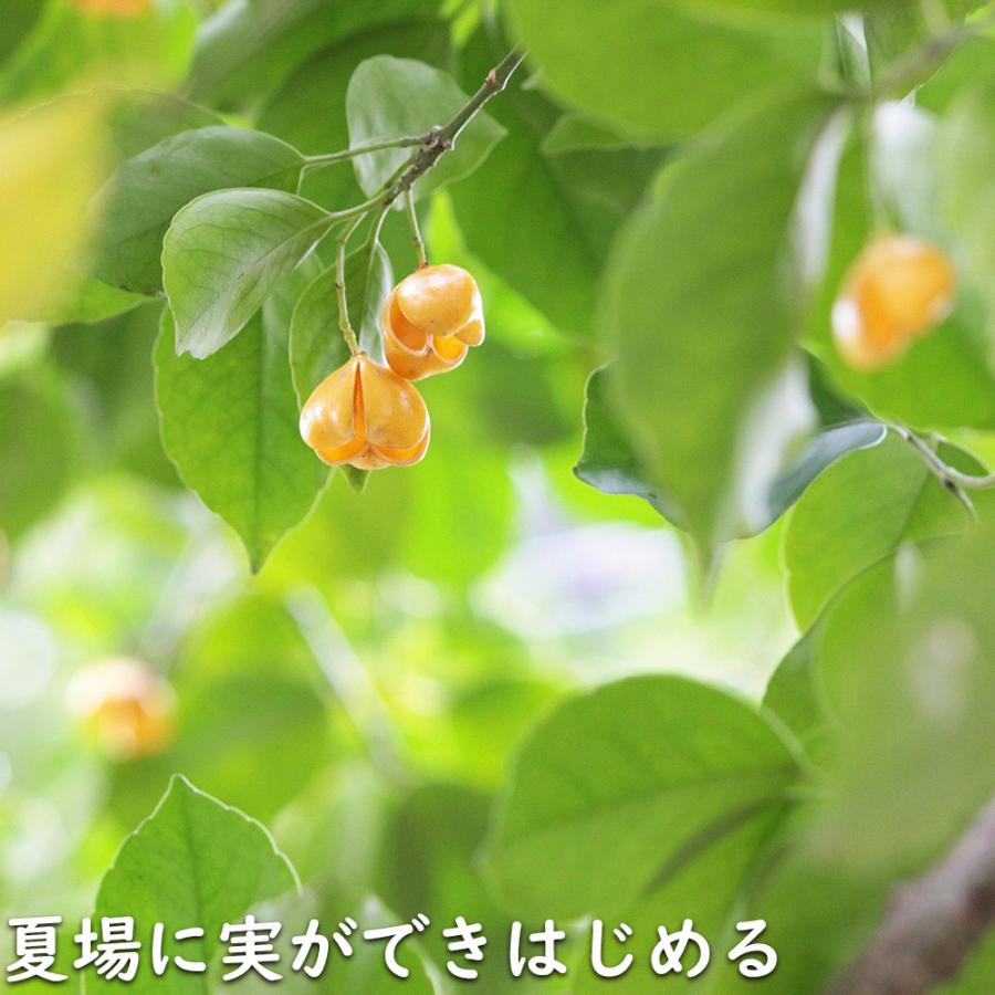 ツリバナ 株立ち 2m 露地 苗木 ツリバナ 株立ち 2m 露地 苗木