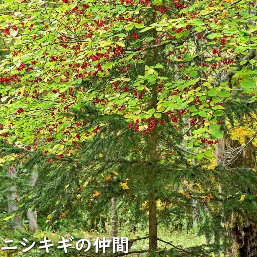 ツリバナ 株立ち 2m 露地 苗木 ツリバナ 株立ち 2m 露地 苗木