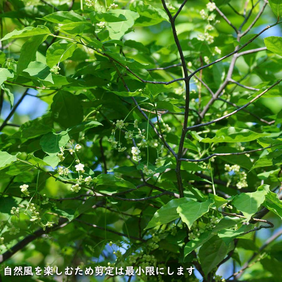 ツリバナ 株立ち 2m 露地 苗木 ツリバナ 株立ち 2m 露地 苗木