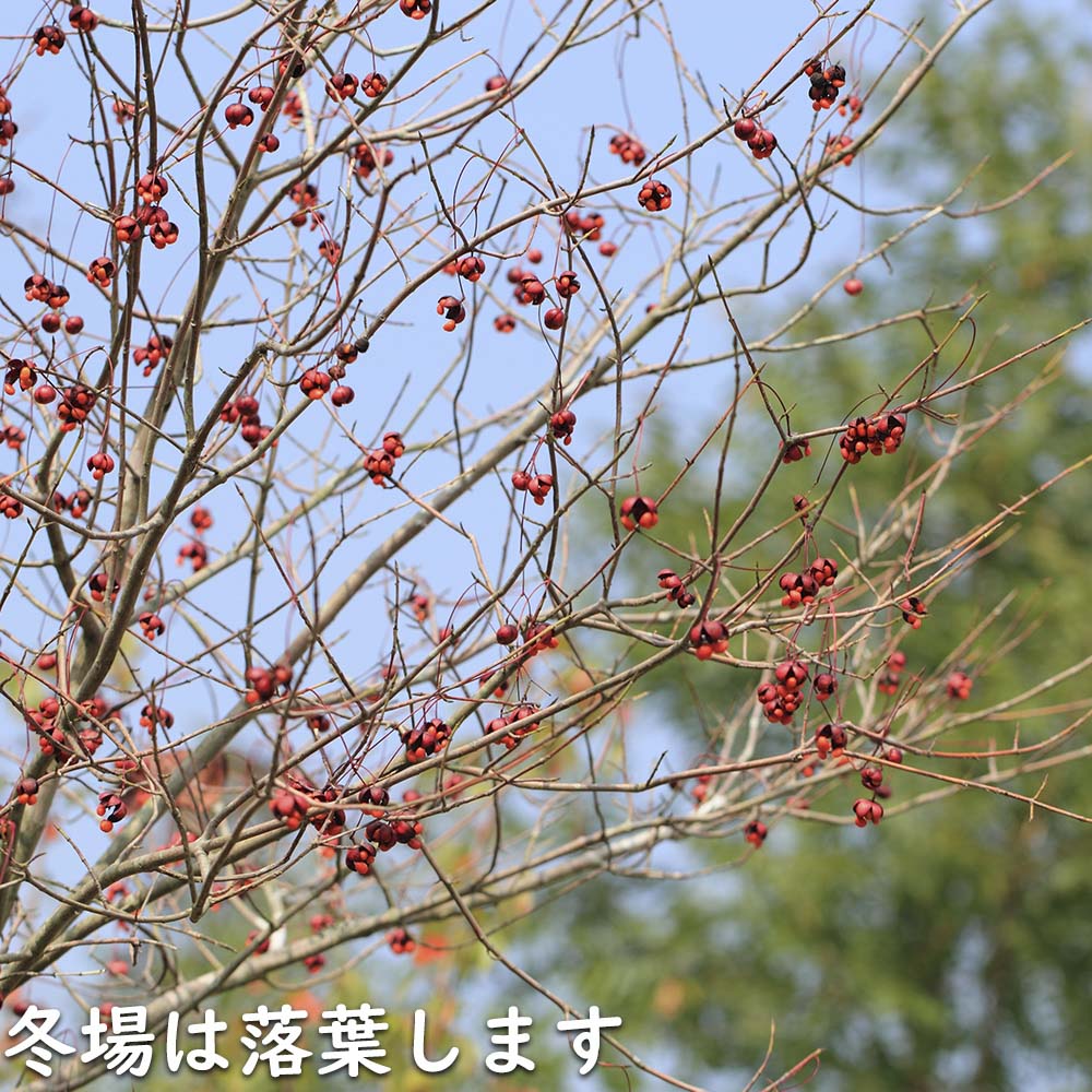 ツリバナ 株立ち 2m 露地 苗木 ツリバナ 株立ち 2m 露地 苗木