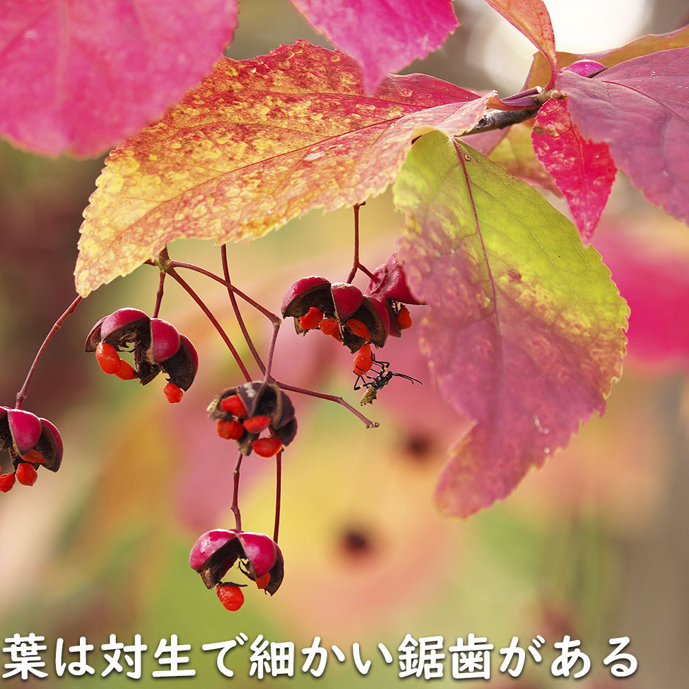 ツリバナ 株立ち 2m 露地 苗木 ツリバナ 株立ち 2m 露地 苗木