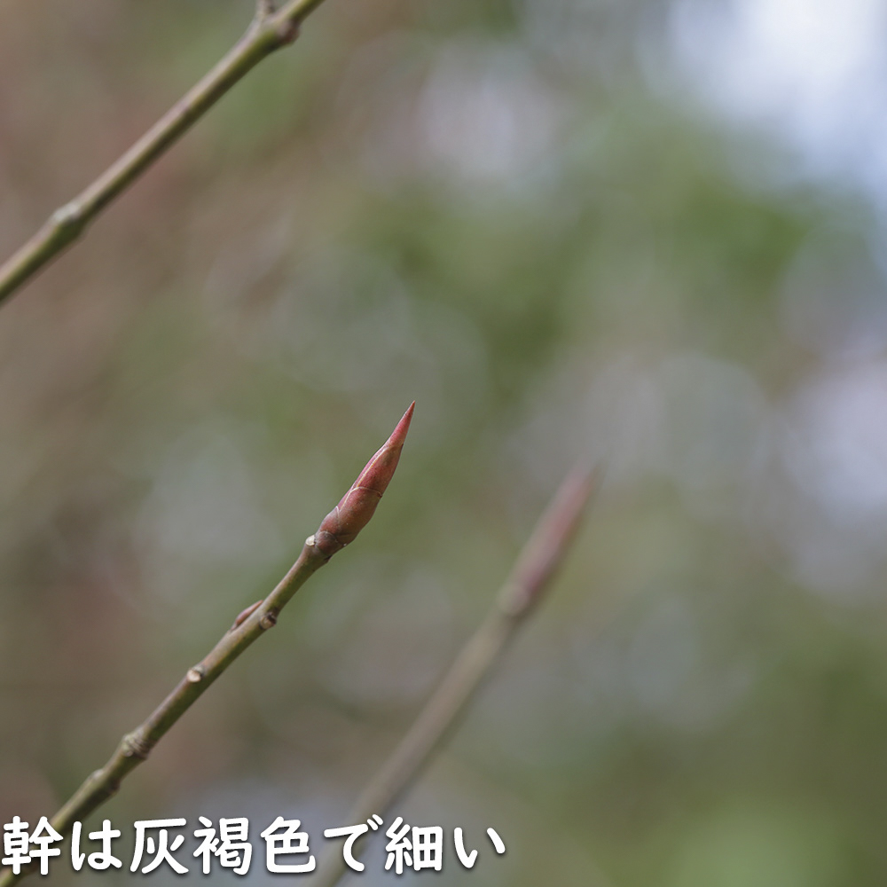 ツリバナ 株立ち 2m 露地 苗木 ツリバナ 株立ち 2m 露地 苗木