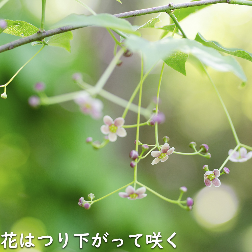 ツリバナ 株立ち 2m 露地 苗木 ツリバナ 株立ち 2m 露地 苗木