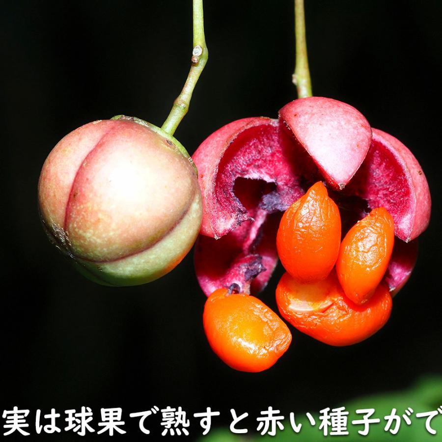 ツリバナ 株立ち 2m 露地 苗木 ツリバナ 株立ち 2m 露地 苗木