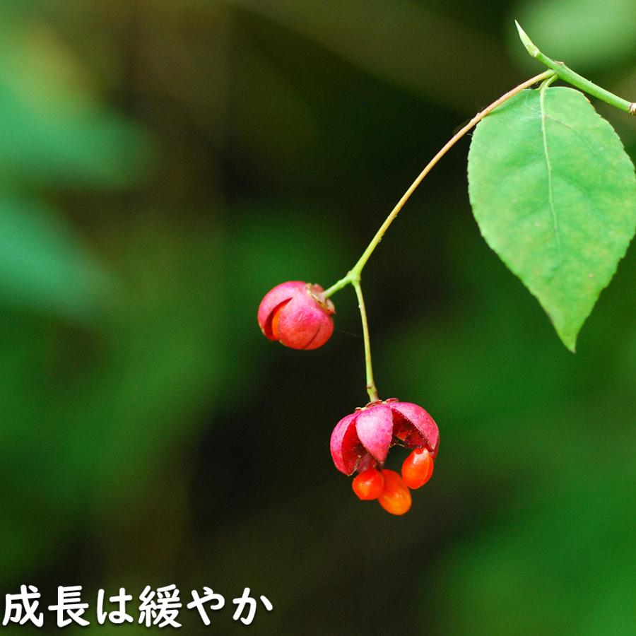 ツリバナ 株立ち 2m 露地 苗木 ツリバナ 株立ち 2m 露地 苗木