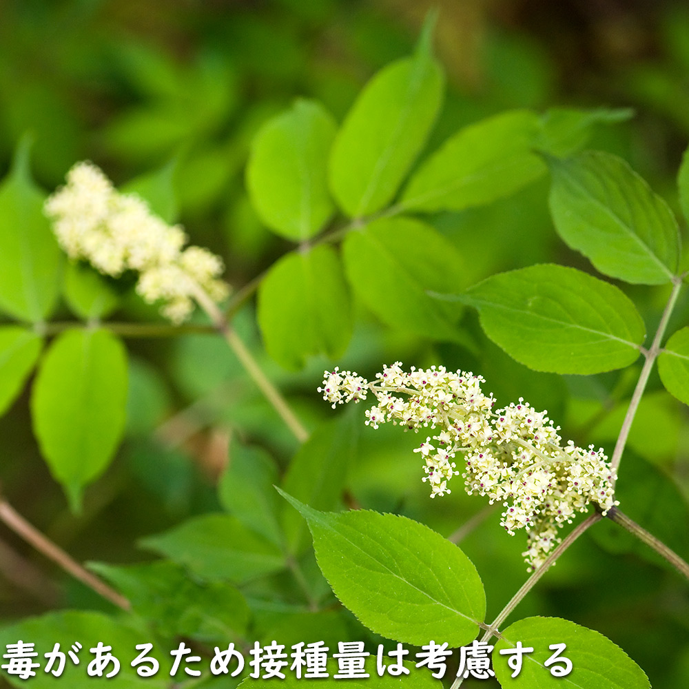 にこまる様専用 プロテア苗 7種