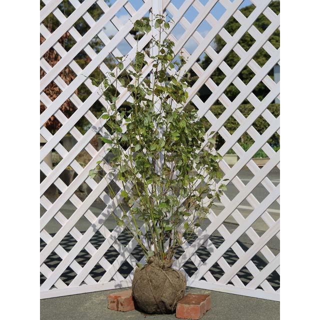 テンダイウヤク 1m 露地 2本 苗(25806円)