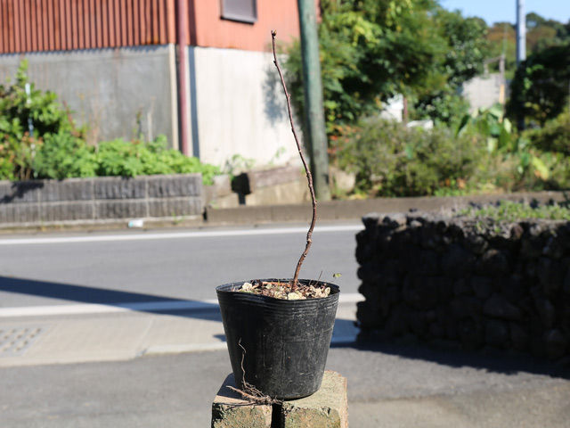 チョウセンゴミシ 10.5cmポット 4個 苗(10582円)