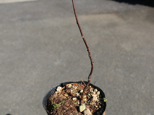 チョウセンゴミシ 10.5cmポット 4個 苗 チョウセンゴミシ 商品情報