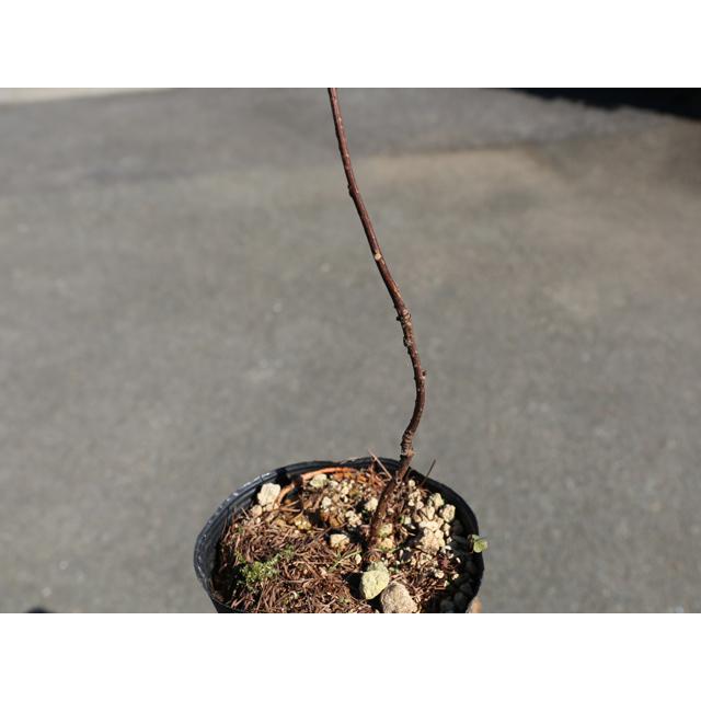 チョウセンゴミシ 10.5cmポット 4個 苗 グランドカバー、下草 チョウセンゴミシ 10.5cmポット 4個 苗 グランドカバー、下草