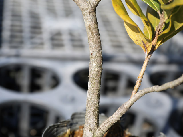 ツクバネガシ 0.4m 10.5cmポット 苗 - 常緑樹