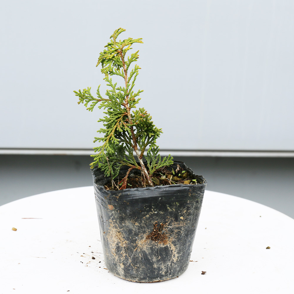 ヒノキ（コニファー、針葉樹）｜苗木、植木 | 花、ガーデニング の