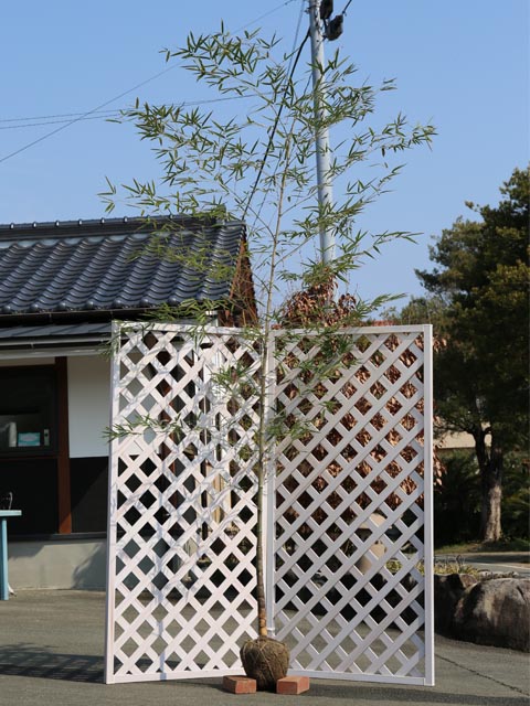 タケ キッコウチク 2.3m 露地 苗木