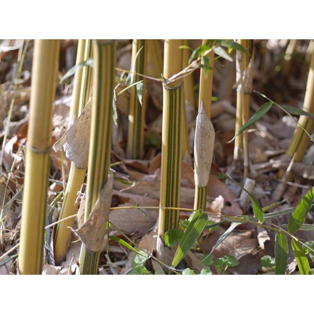 タケ スホウチク 1.7m 露地 2本 苗木 商品情報 【タケ/スホウチク】(竹/蘇方竹) 学名:Bambusa multiplex タケ スホウチク 1.7m 露地 2本 苗木 商品情報 【タケ/スホウチク】(竹/蘇方竹) 学名:Bambusa multiplex