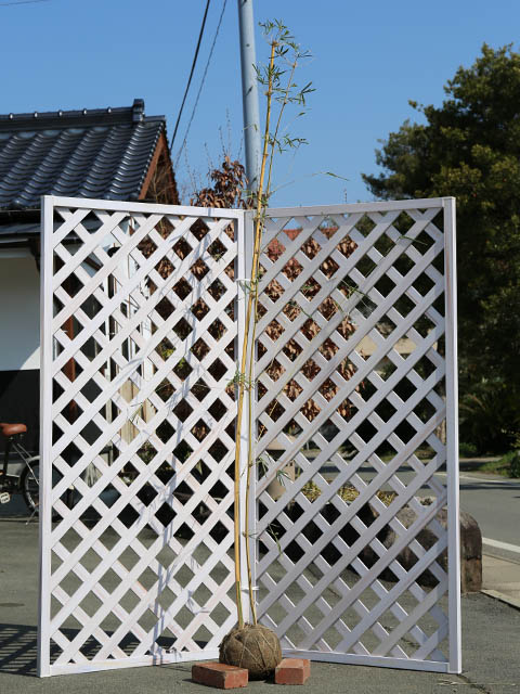 タケ スホウチク 1.7m 露地 2本 苗木(16192円)