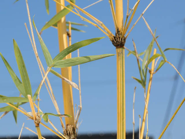 タケ スホウチク 1.7m 露地 2本 苗木 商品情報 【タケ/スホウチク】(竹/蘇方竹) 学名:Bambusa multiplex タケ スホウチク 1.7m 露地 2本 苗木 商品情報 【タケ/スホウチク】(竹/蘇方竹) 学名:Bambusa multiplex