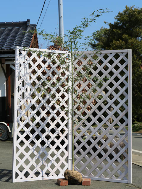 タケ ハチク 1.5m 露地 2本 苗木(13552円)