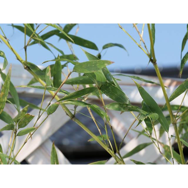 タケ ハチク 1.5m 露地 2本 苗木 花、ガーデニング 苗木、植木 常緑樹 タケ ハチク 1.5m 露地 2本 苗木 花、ガーデニング 苗木、植木 常緑樹