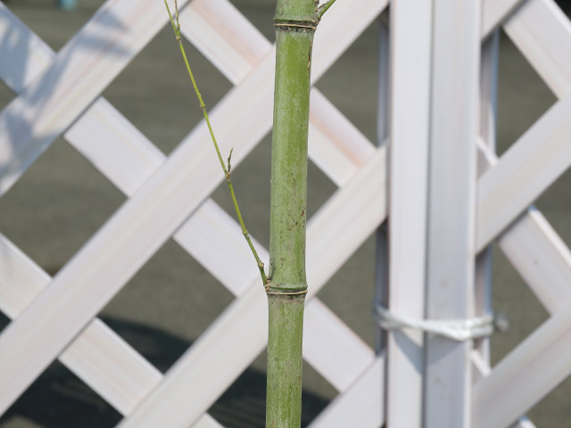 タケ ハチク 1.5m 露地 2本 苗木 商品情報