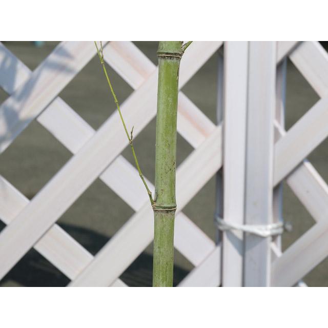 タケ ハチク 1.5m 露地 2本 苗木 花、ガーデニング 苗木、植木 常緑樹 タケ ハチク 1.5m 露地 2本 苗木 花、ガーデニング 苗木、植木 常緑樹