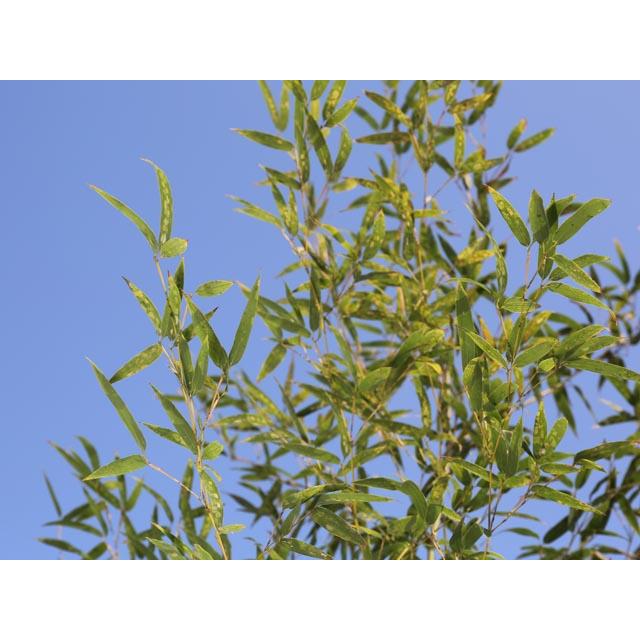 タケ ハチク 1.5m 露地 2本 苗木 花、ガーデニング 苗木、植木 常緑樹 タケ ハチク 1.5m 露地 2本 苗木 花、ガーデニング 苗木、植木 常緑樹