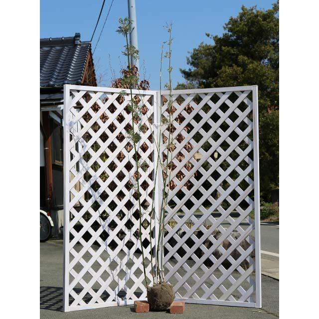 26【新品未使用】 タケ ホウオウチク 1.7m 露地 2本 苗木 【2689582839】 (17600円)