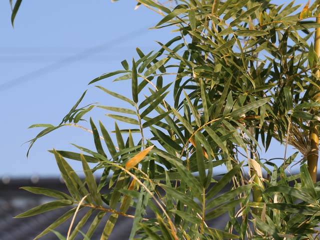 タケ ホウオウチク 2.5m 露地 苗木-