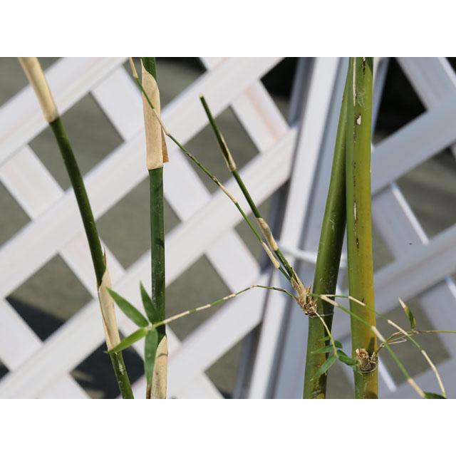 26【新品未使用】 タケ ホウオウチク 1.7m 露地 2本 苗木 【2689582839】 (17600円)