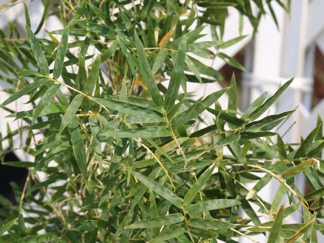 26【新品未使用】 タケ ホウオウチク 1.7m 露地 2本 苗木 【2689582839】 (17600円)