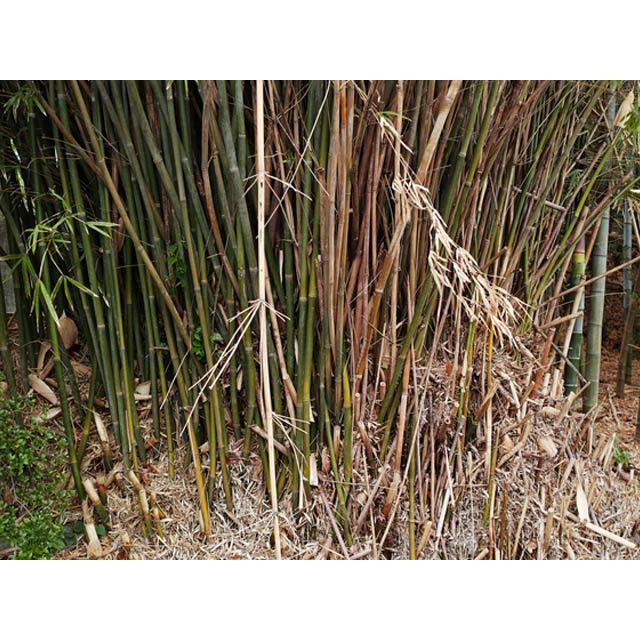 タケ ホウライチク 1.5m 露地 苗木 タケ ホウライチク 1.5m 露地 苗木