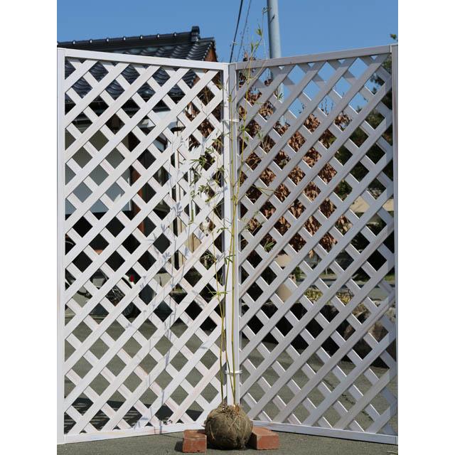 タケ ホウライチク 1.5m 露地 苗木(10010円)