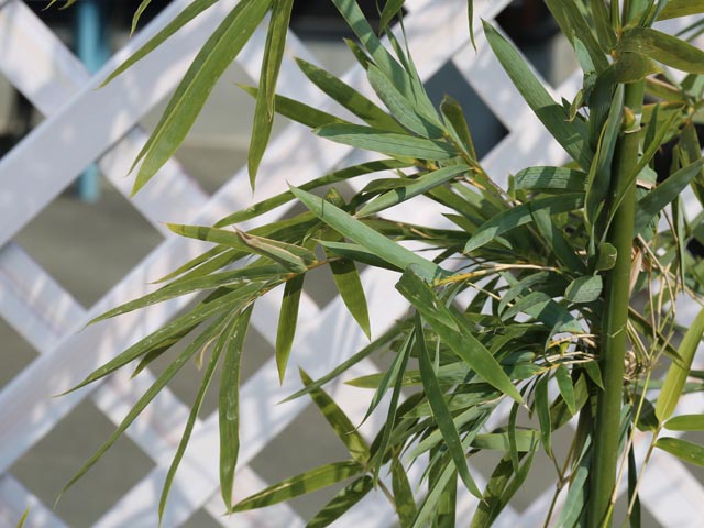 タケ ホウライチク 1.5m 露地 苗木 タケ ホウライチク 1.5m 露地 苗木