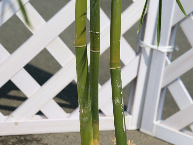 タケ ホウライチク 1.5m 露地 苗木 タケ ホウライチク 1.5m 露地 苗木