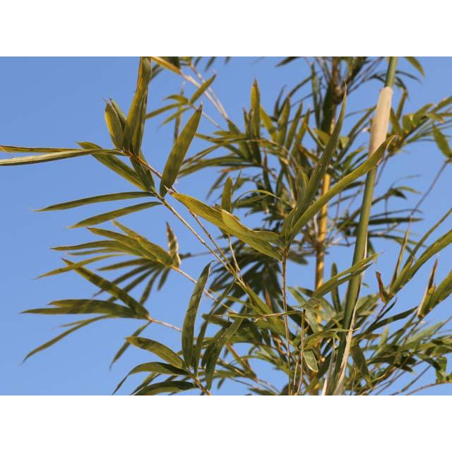 タケ ホウライチク 1.5m 露地 苗木 タケ ホウライチク 1.5m 露地 苗木