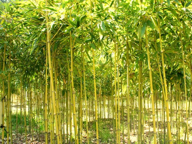 タケ ホテイチク 1.5m 露地 苗木 タケ ホテイチク 1.5m 露地 苗木