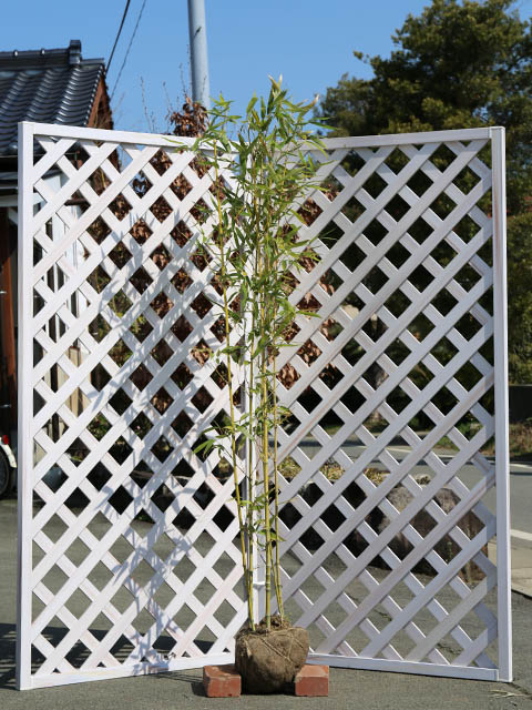 【正規販売店】 タケ ホテイチク 1.5m 露地 苗木 【1529697919】(10010円)