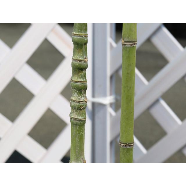 タケ ホテイチク 1.5m 露地 苗木 タケ ホテイチク 1.5m 露地 苗木