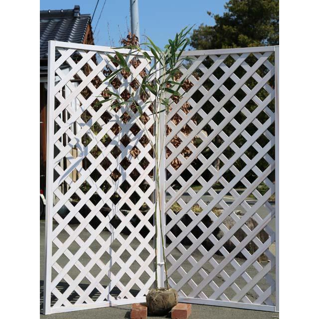 タケ ラッキョウチク 1.5m 露地 2本 苗木(14168円)