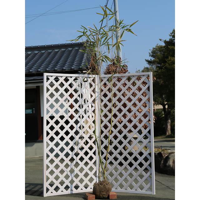 タケ ラッキョウチク 2.5m 露地 苗木(12650円)