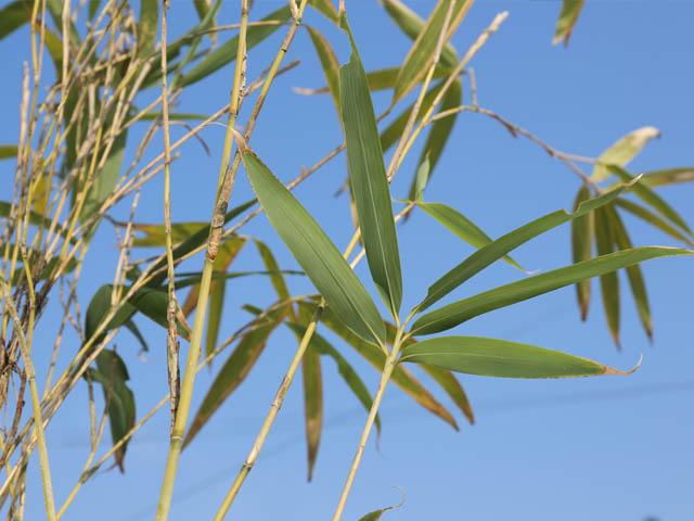 タケ ラッキョウチク 1.5m 露地 2本 苗木 タケ ラッキョウチク 1.5m 露地 2本 苗木