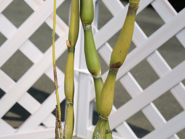 タケ ラッキョウチク 1.5m 露地 2本 苗木 タケ ラッキョウチク 1.5m 露地 2本 苗木