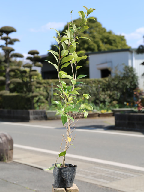 レンギョウ 0.5m 10.5cmポット 苗