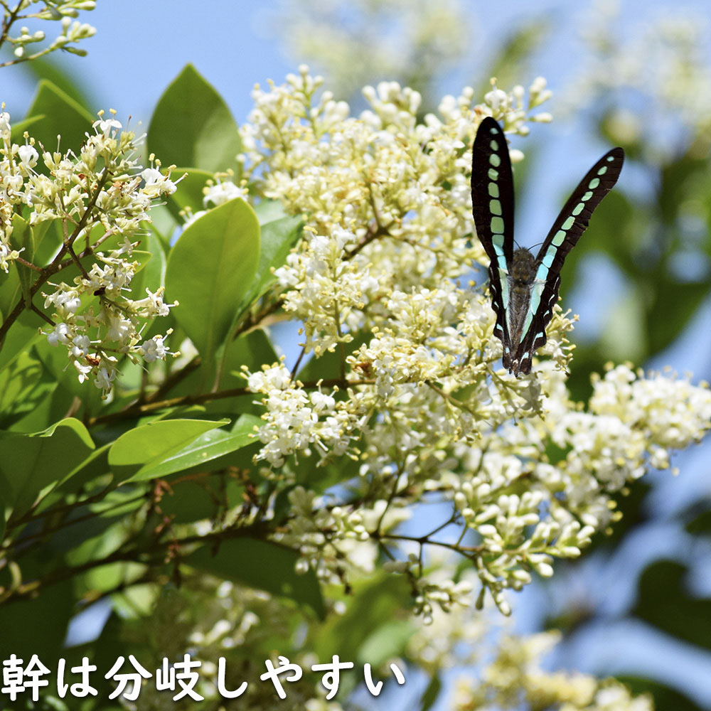 ネズミモチ  ポット 苗