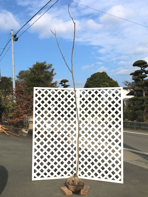 ネムノキ 単木 2m 露地 苗木